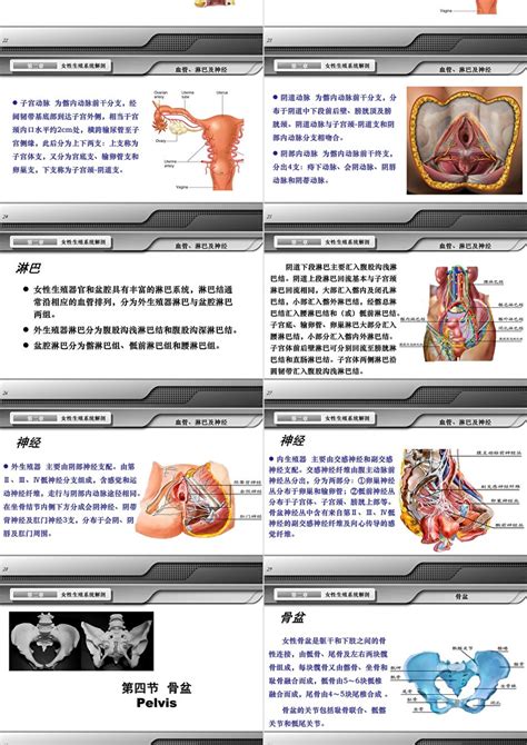 陰女|解剖学高清图谱 女性生殖系统